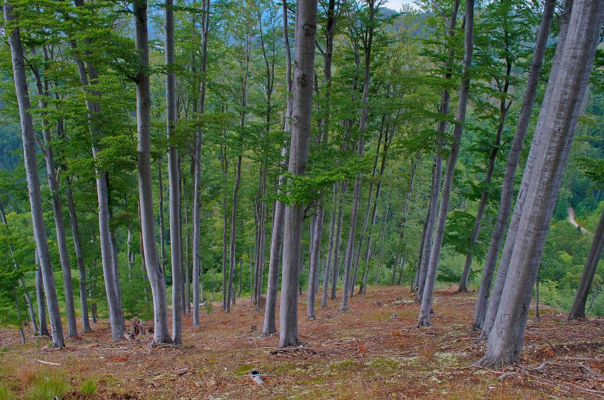 May The Forest Be With You: Post Your Favourite Pictures Of Forests