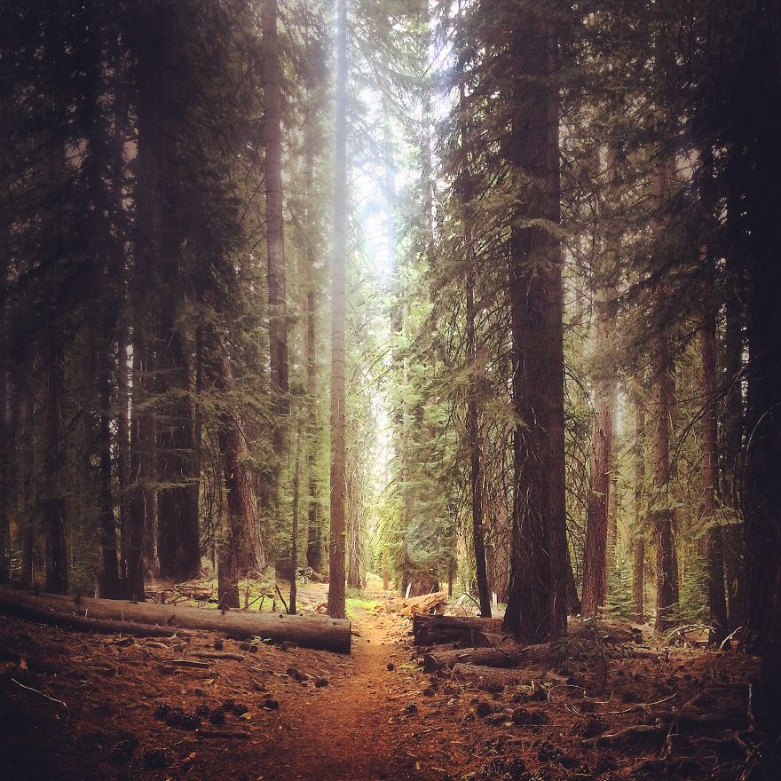 May The Forest Be With You: Post Your Favourite Pictures Of Forests