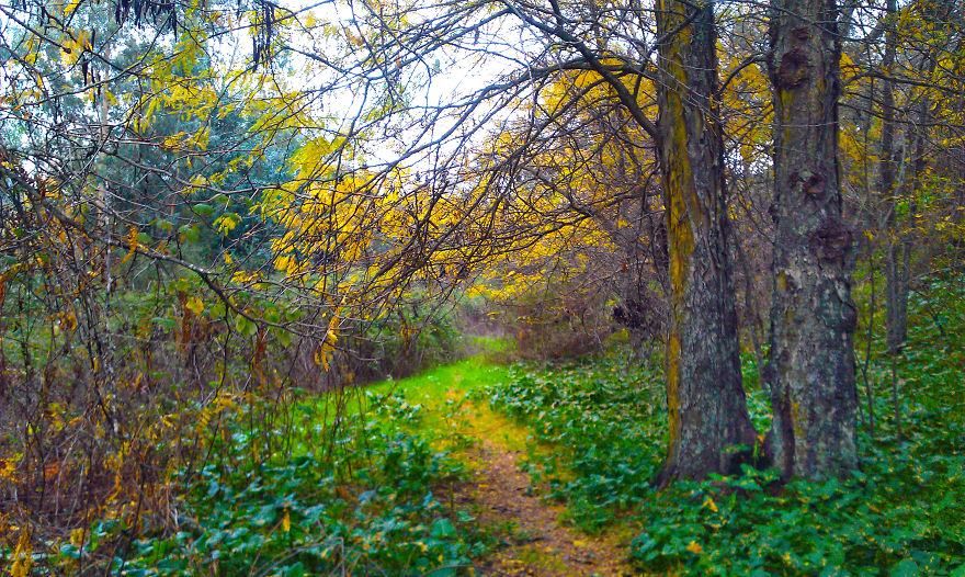 May The Forest Be With You: Post Your Favourite Pictures Of Forests