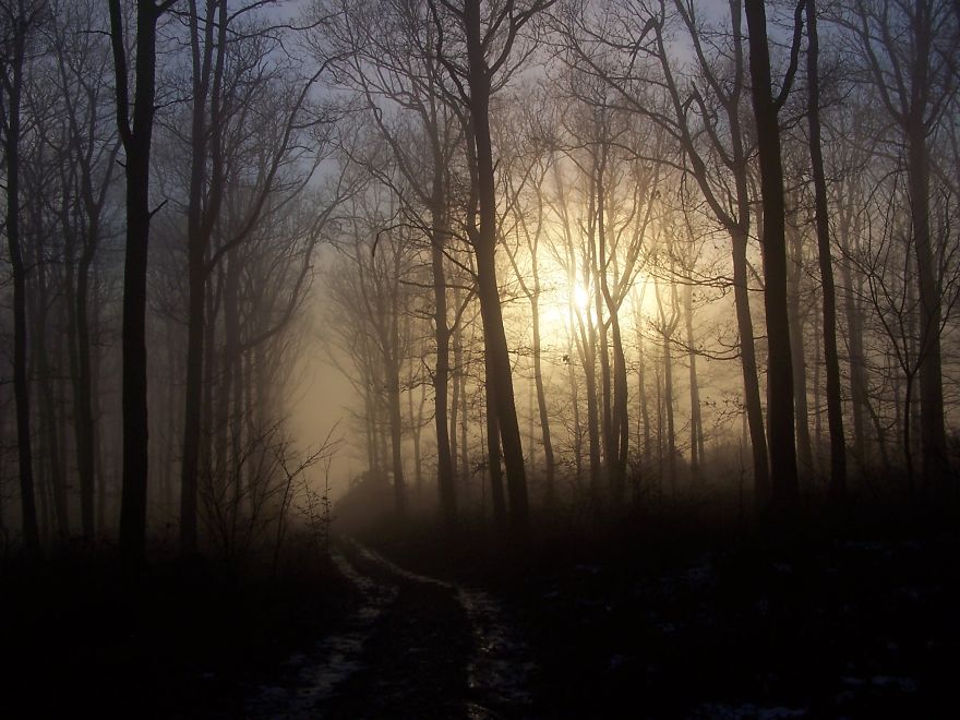 May The Forest Be With You: Post Your Favourite Pictures Of Forests