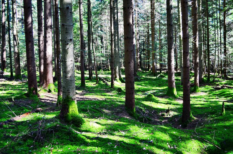 May The Forest Be With You: Post Your Favourite Pictures Of Forests