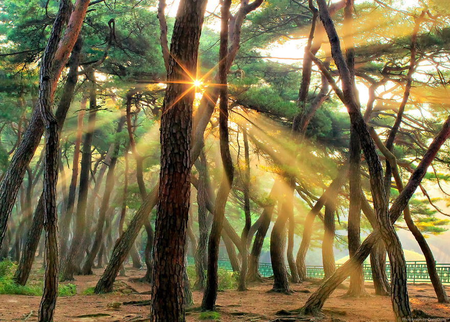 May The Forest Be With You: Post Your Favourite Pictures Of Forests