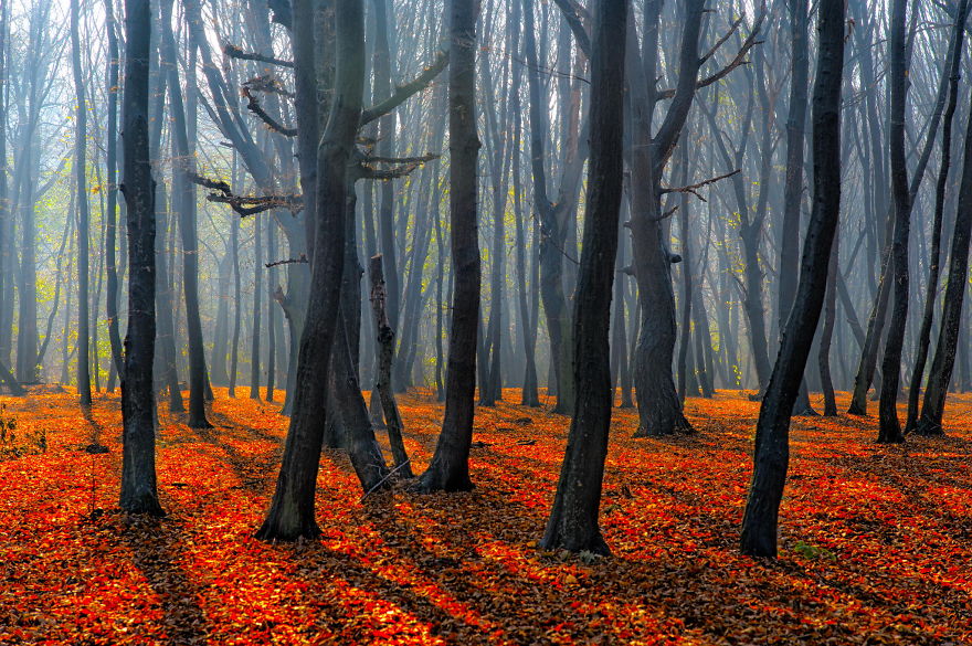 May The Forest Be With You: Post Your Favourite Pictures Of Forests