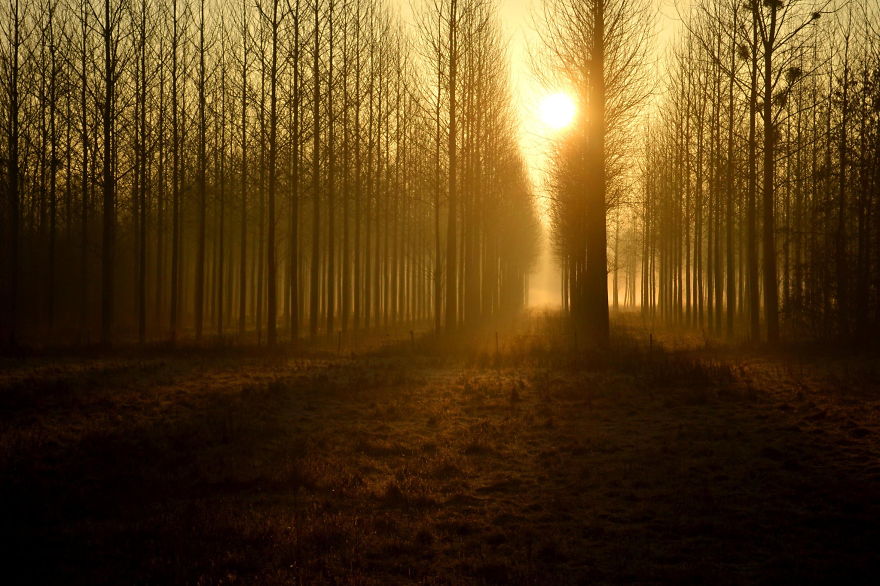 May The Forest Be With You: Post Your Favourite Pictures Of Forests