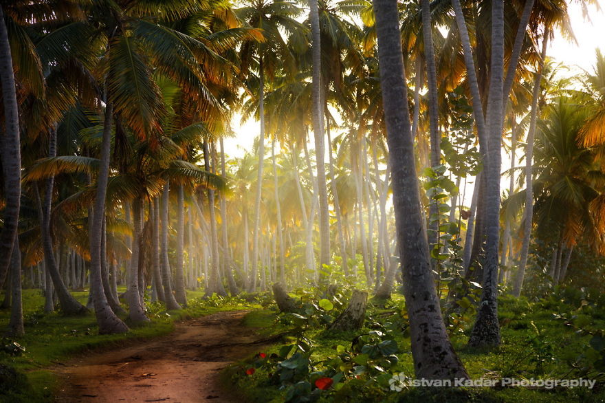 May The Forest Be With You: Post Your Favourite Pictures Of Forests