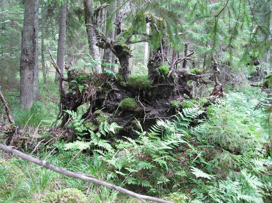 May The Forest Be With You: Post Your Favourite Pictures Of Forests