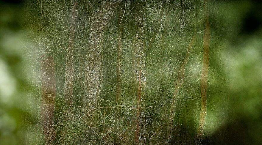 May The Forest Be With You: Post Your Favourite Pictures Of Forests