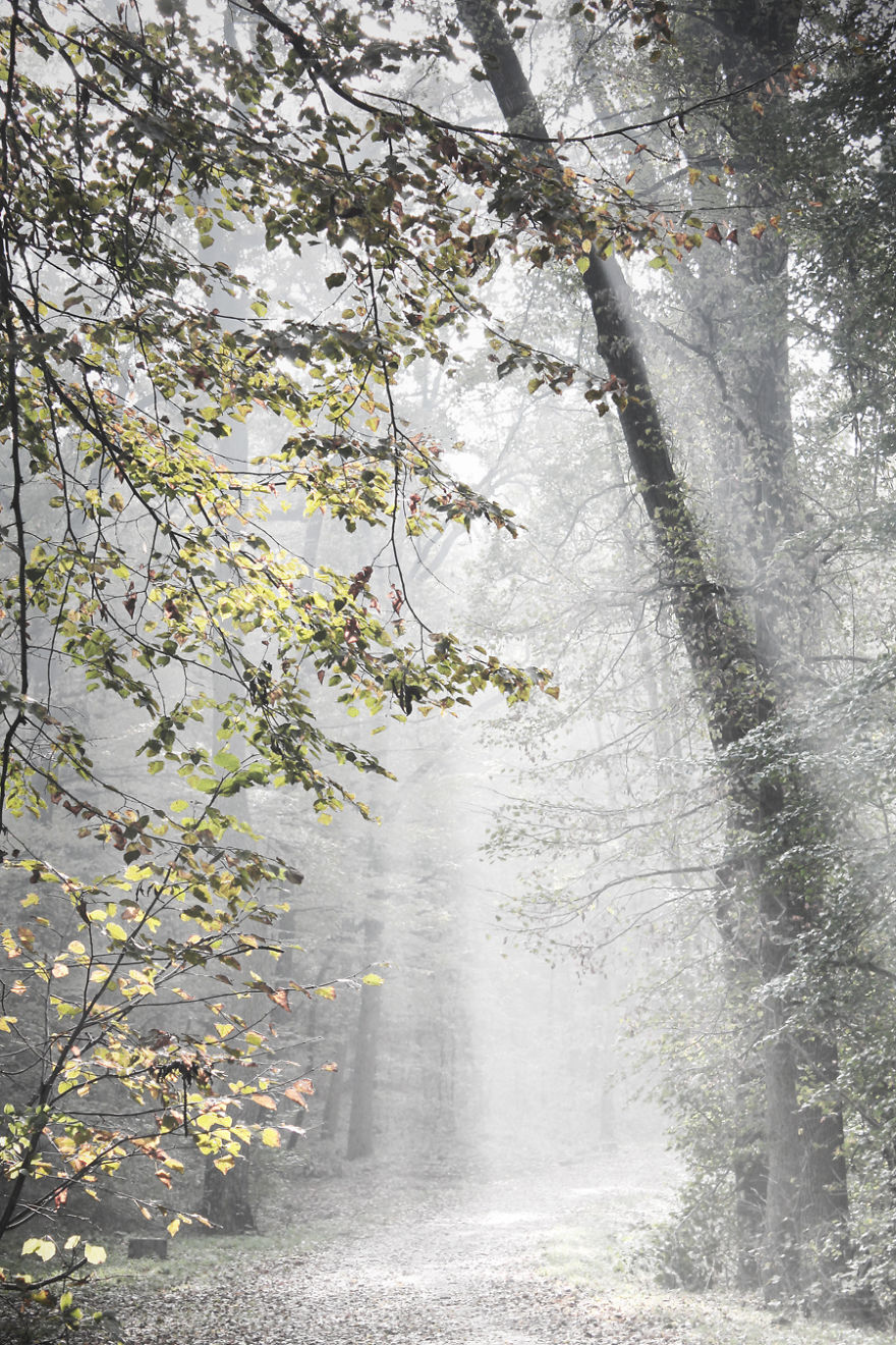 May The Forest Be With You: Post Your Favourite Pictures Of Forests