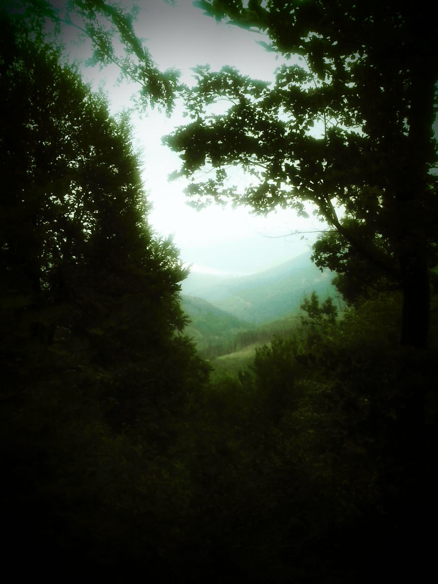 May The Forest Be With You: Post Your Favourite Pictures Of Forests