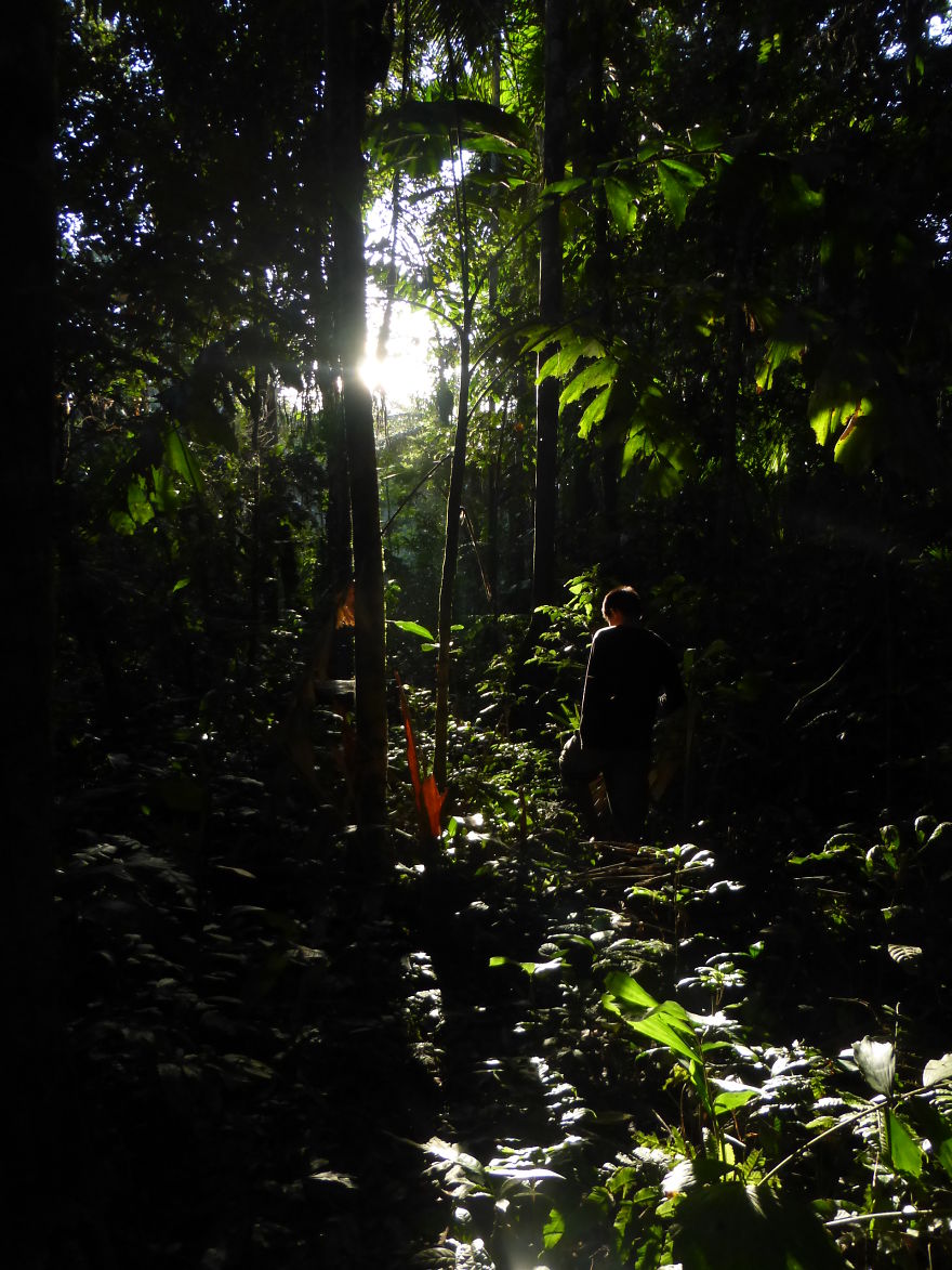 May The Forest Be With You: Post Your Favourite Pictures Of Forests