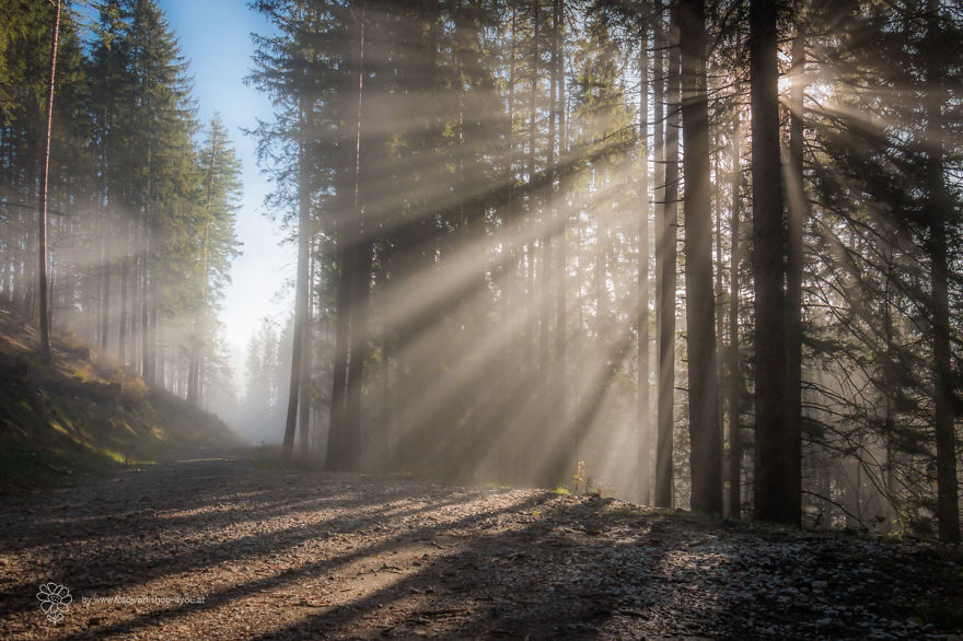 May The Forest Be With You: Post Your Favourite Pictures Of Forests
