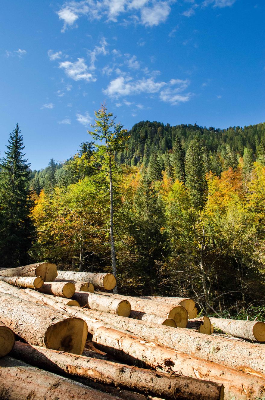 May The Forest Be With You: Post Your Favourite Pictures Of Forests