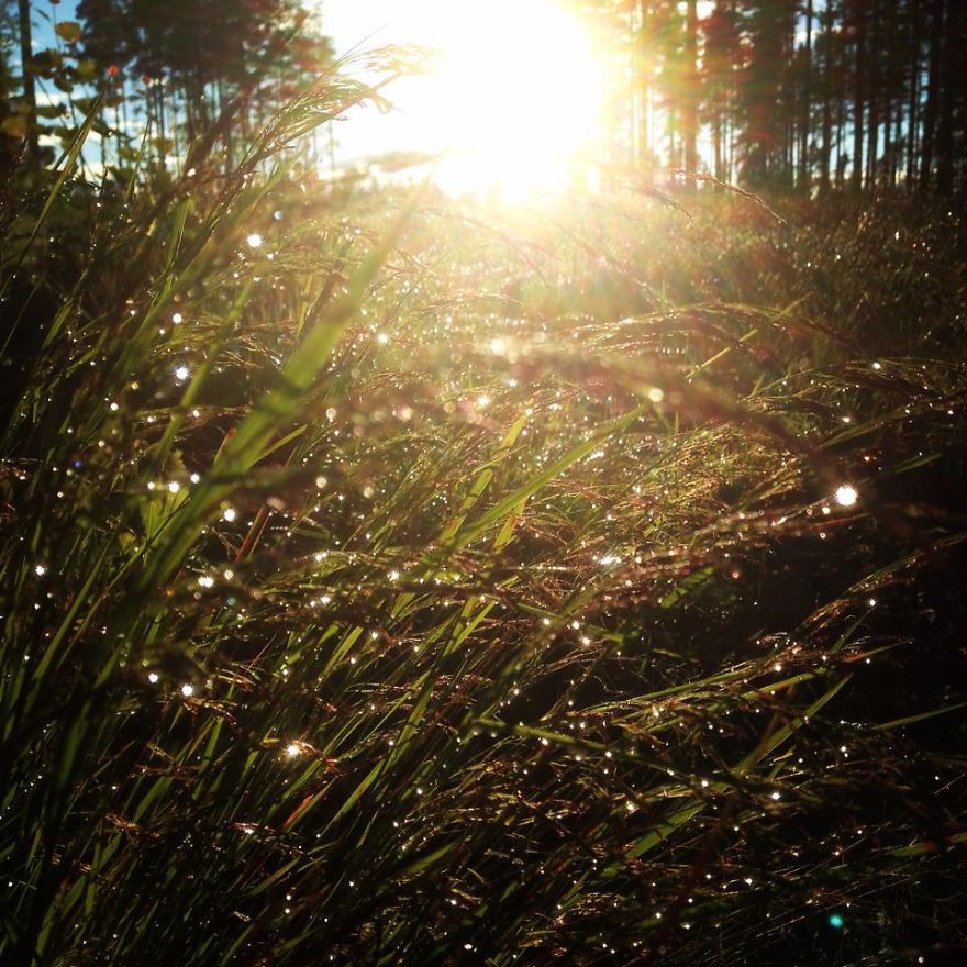 May The Forest Be With You: Post Your Favourite Pictures Of Forests