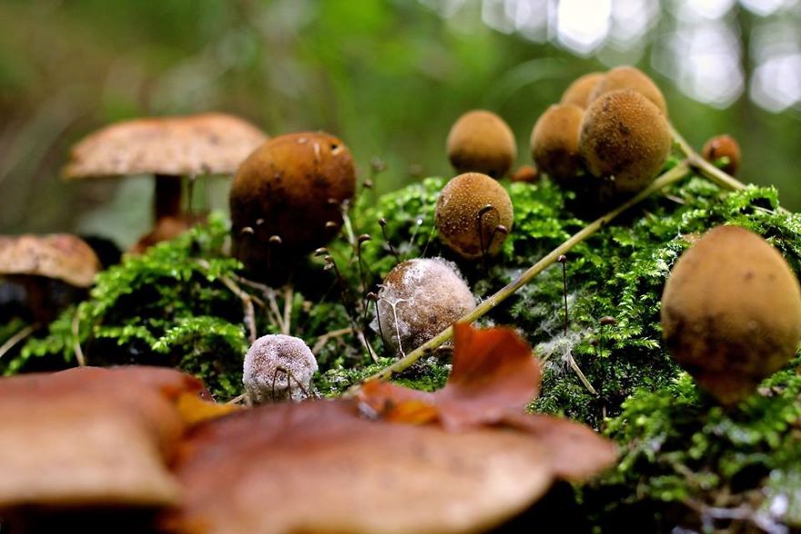 May The Forest Be With You: Post Your Favourite Pictures Of Forests