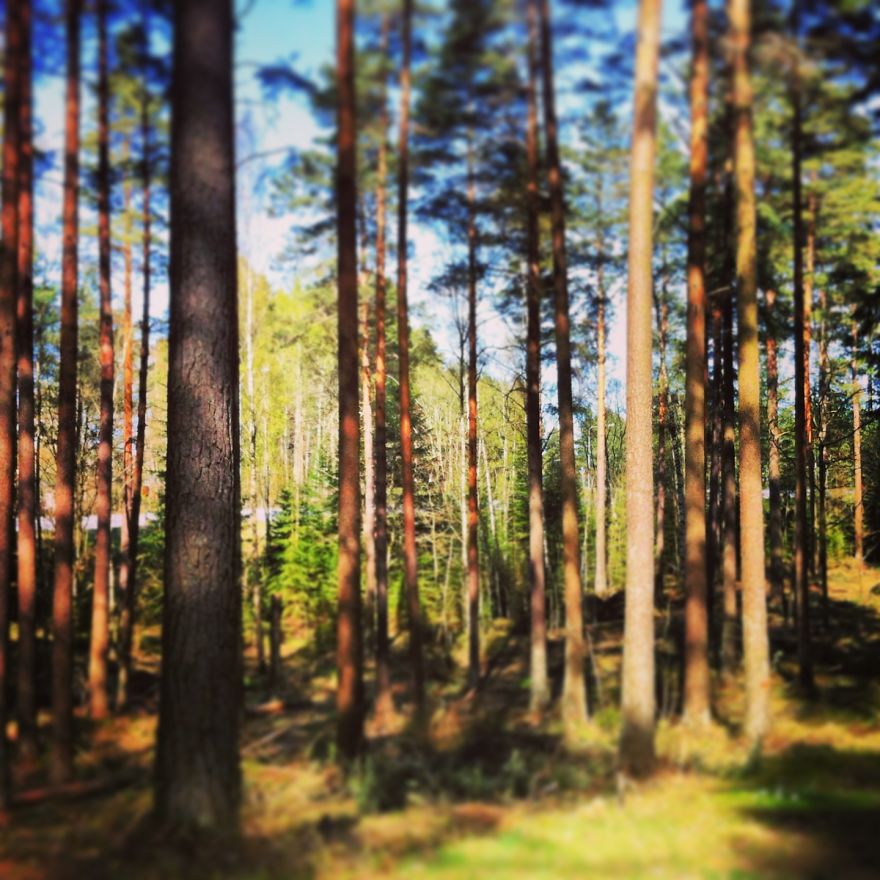May The Forest Be With You: Post Your Favourite Pictures Of Forests