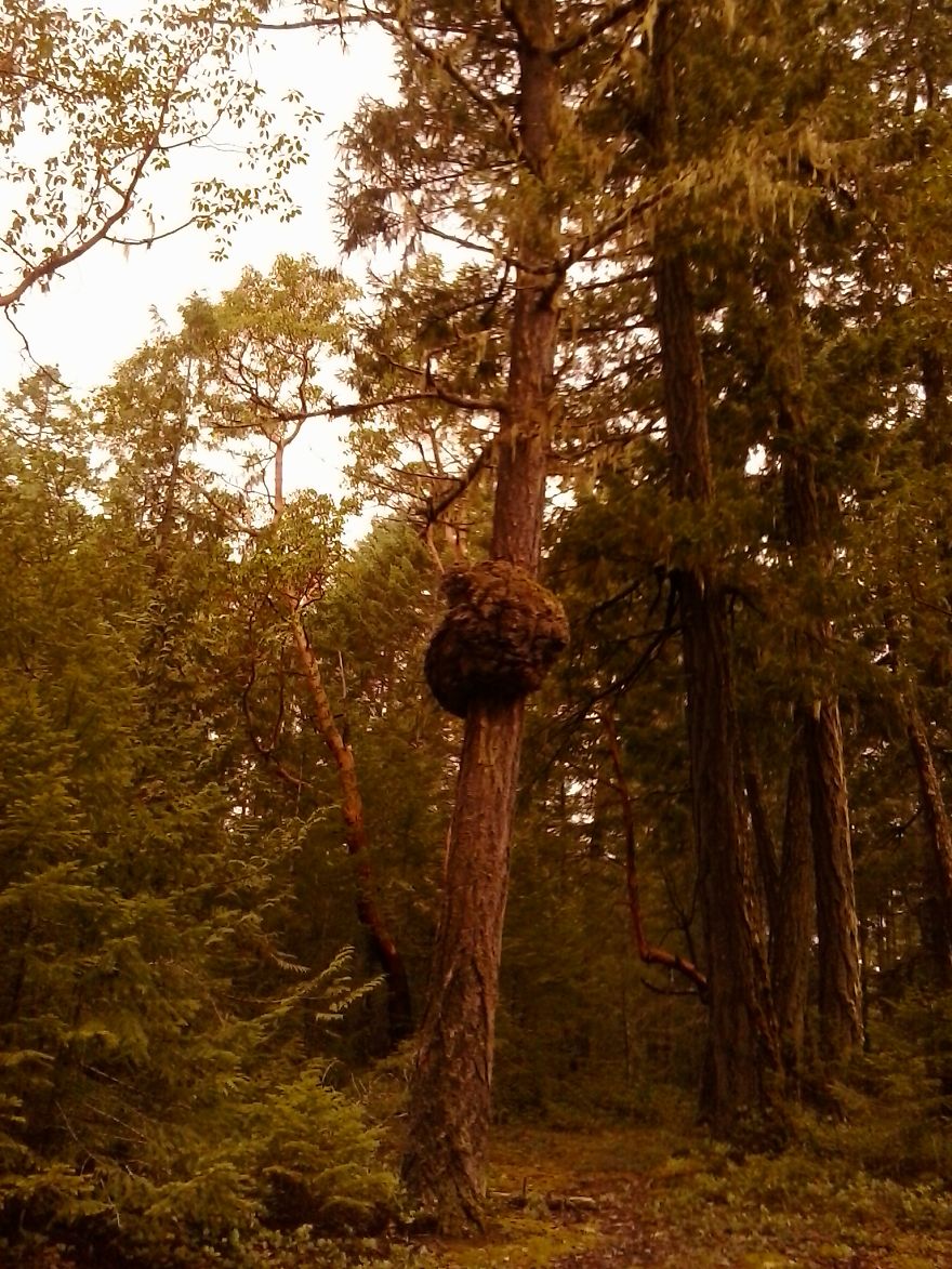 May The Forest Be With You: Post Your Favourite Pictures Of Forests