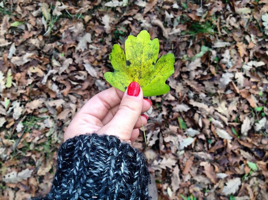 May The Forest Be With You: Post Your Favourite Pictures Of Forests