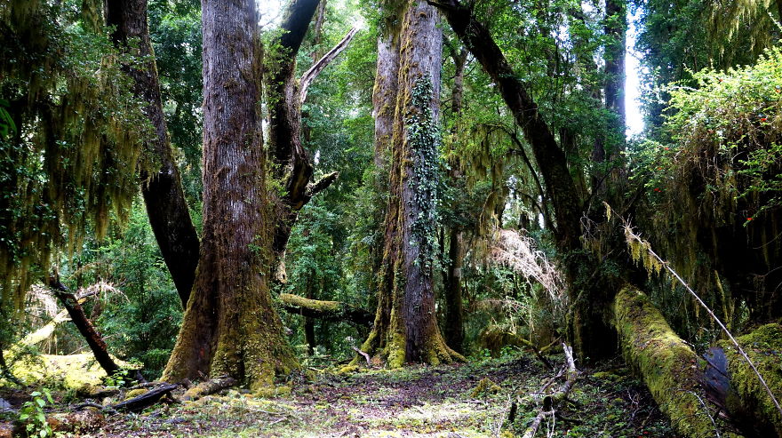 May The Forest Be With You: Post Your Favourite Pictures Of Forests