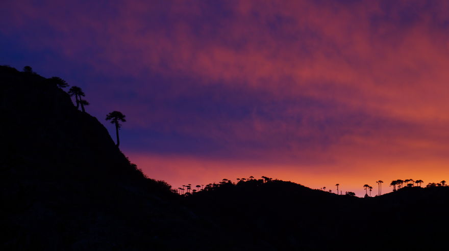 May The Forest Be With You: Post Your Favourite Pictures Of Forests