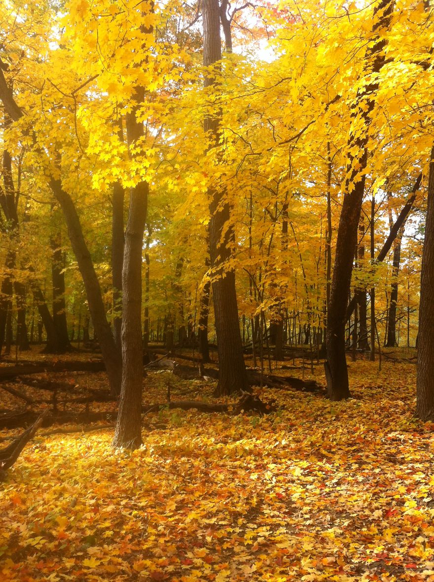 May The Forest Be With You: Post Your Favourite Pictures Of Forests