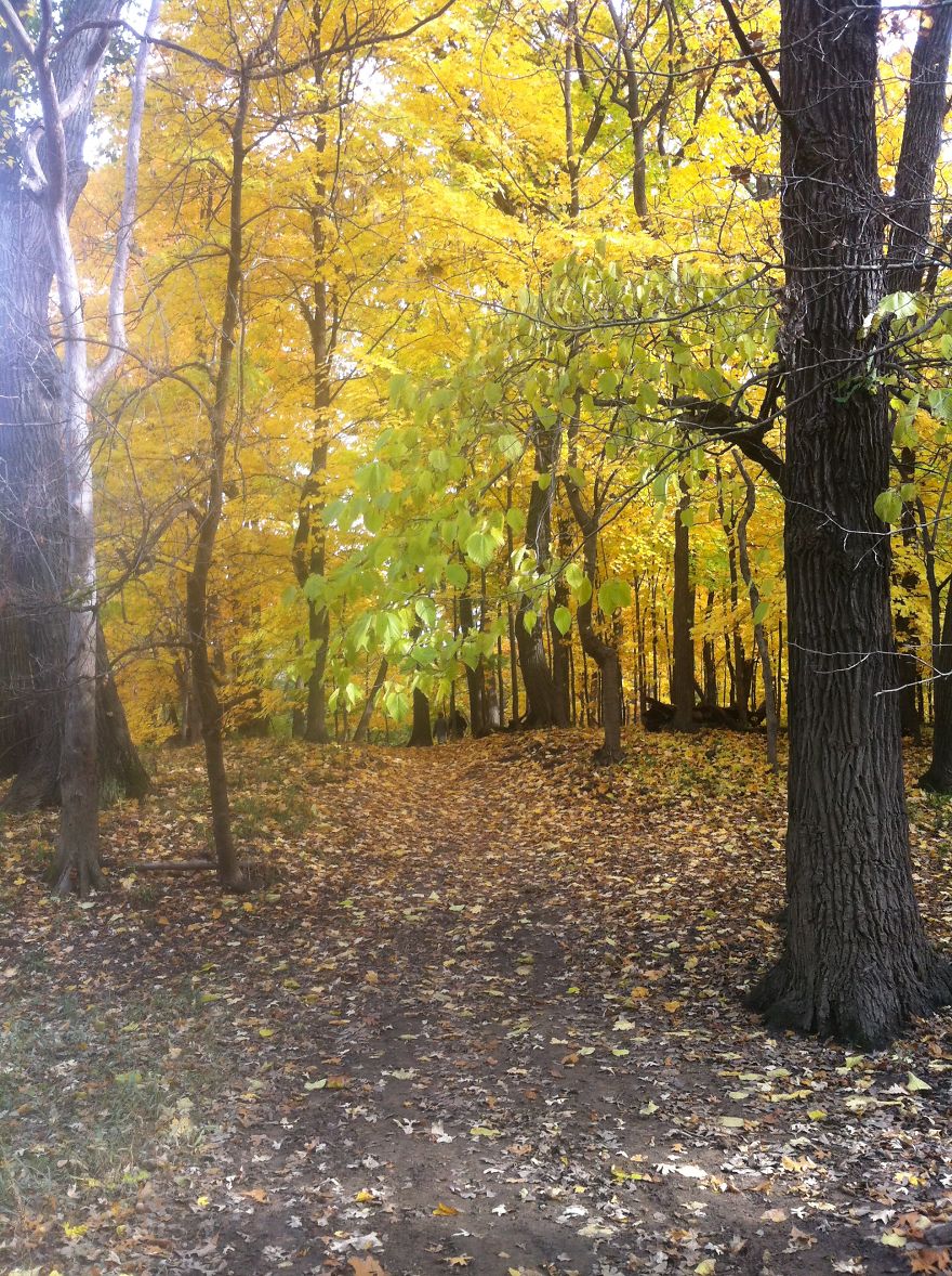 May The Forest Be With You: Post Your Favourite Pictures Of Forests