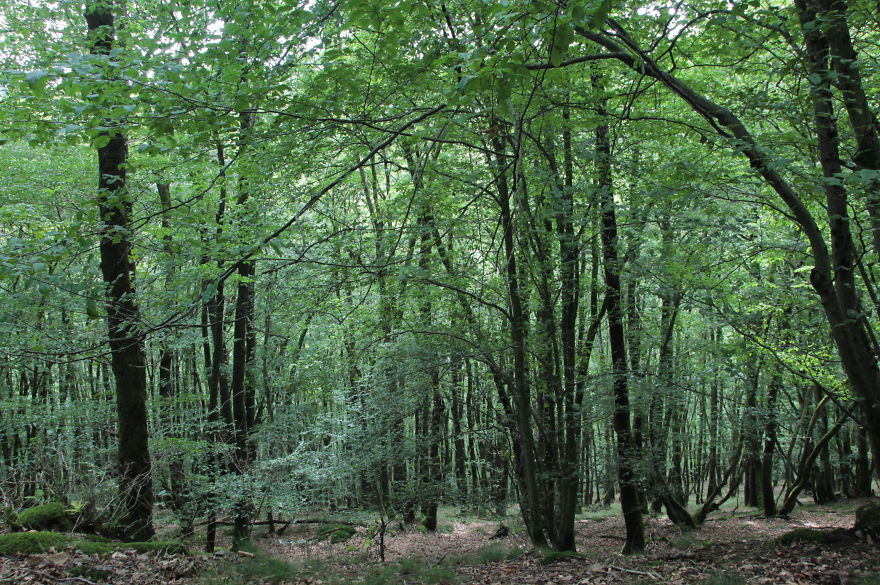 May The Forest Be With You: Post Your Favourite Pictures Of Forests