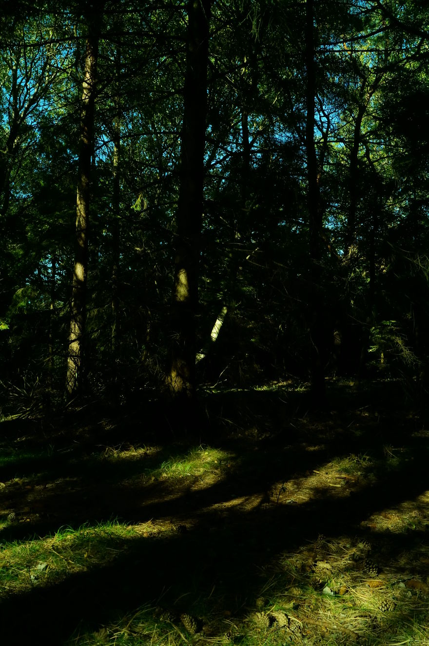 May The Forest Be With You: Post Your Favourite Pictures Of Forests