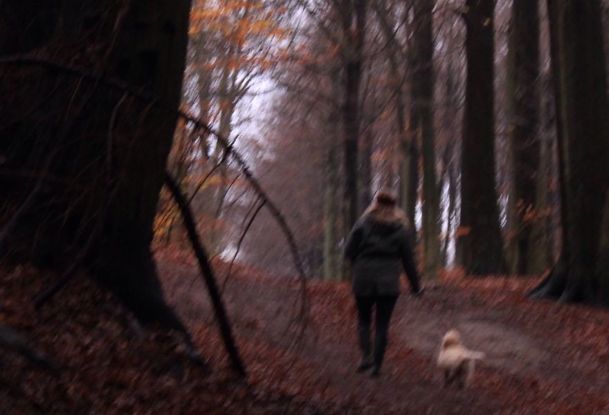 May The Forest Be With You: Post Your Favourite Pictures Of Forests