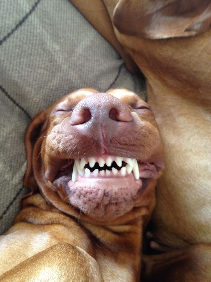 Could You Do Better Than These Dog Smile Selfies?