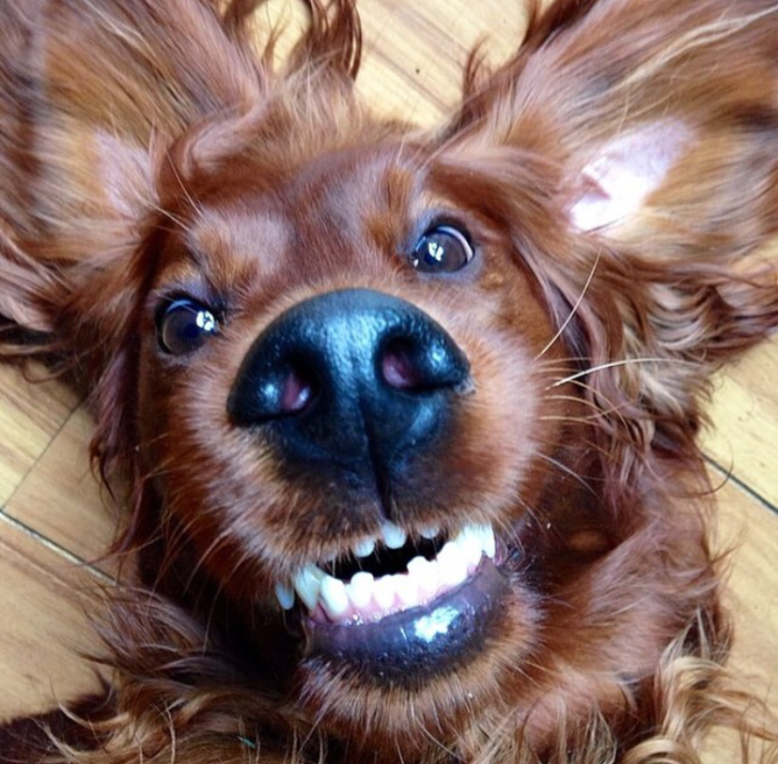 Could You Do Better Than These Dog Smile Selfies?