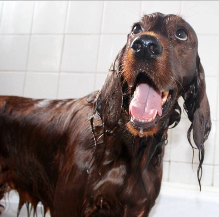 Could You Do Better Than These Dog Smile Selfies?
