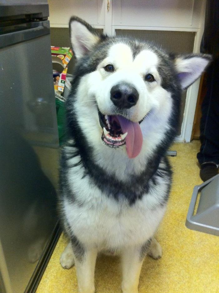 Could You Do Better Than These Dog Smile Selfies?