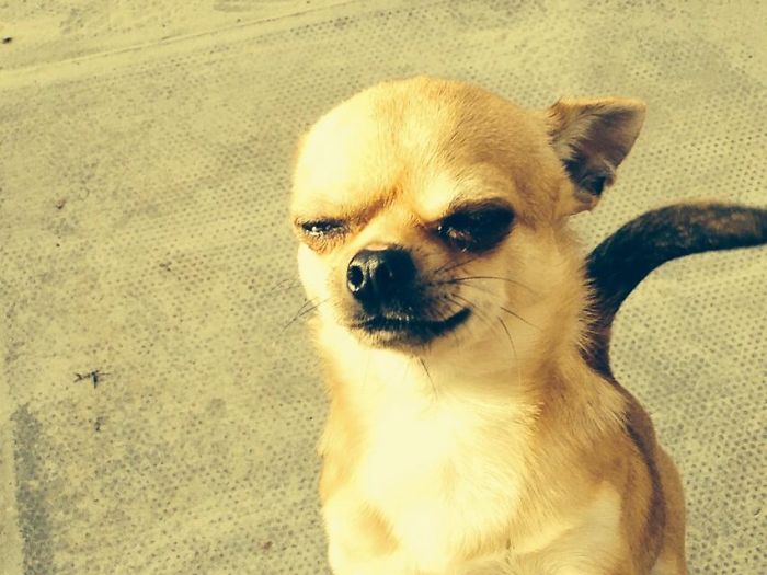 Could You Do Better Than These Dog Smile Selfies?