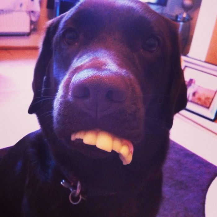 Could You Do Better Than These Dog Smile Selfies?