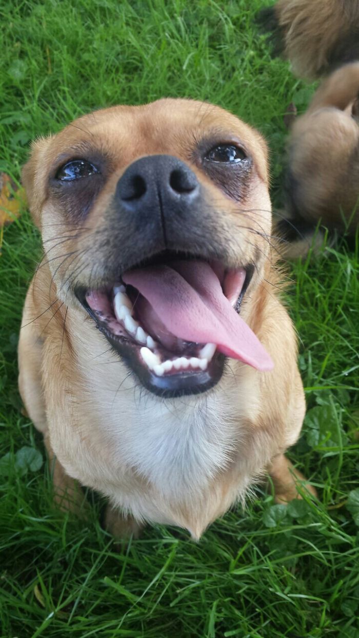 Could You Do Better Than These Dog Smile Selfies?