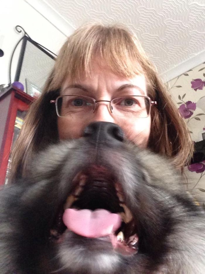 Could You Do Better Than These Dog Smile Selfies?