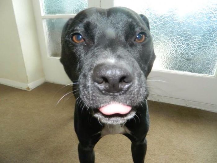 Could You Do Better Than These Dog Smile Selfies?