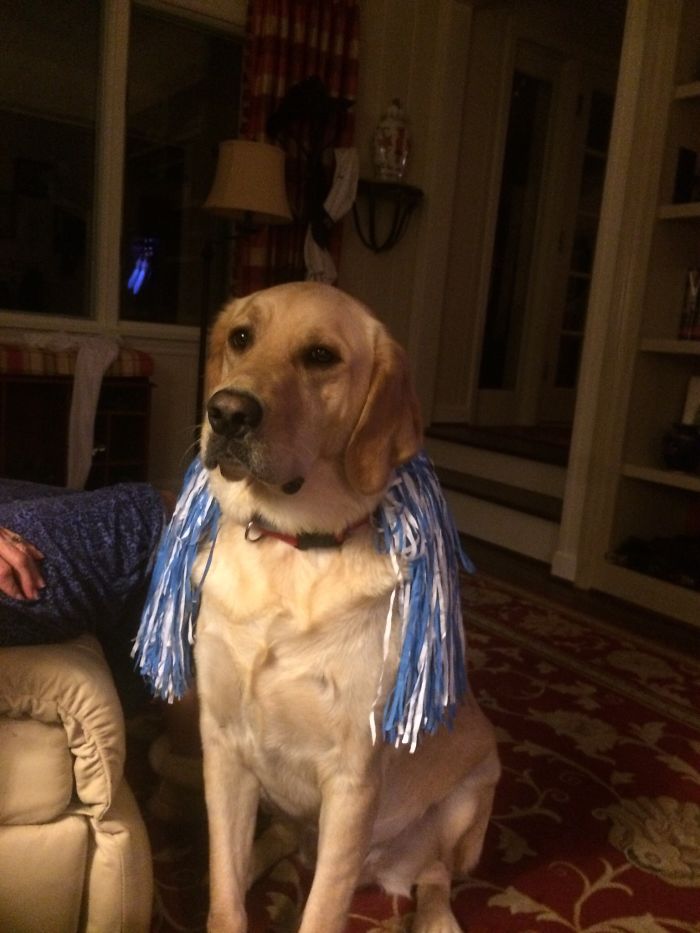 Could You Do Better Than These Dog Smile Selfies?