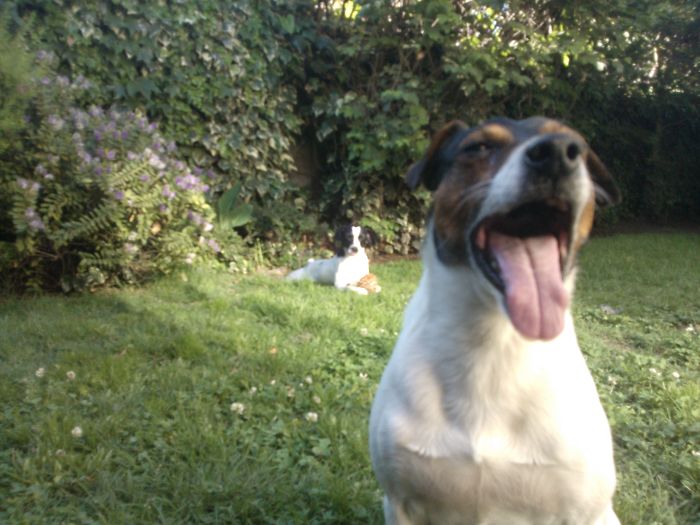 Could You Do Better Than These Dog Smile Selfies?