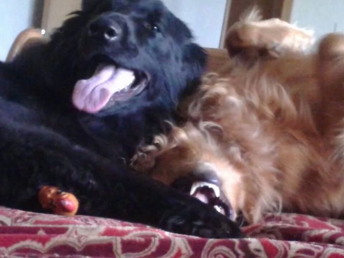 Could You Do Better Than These Dog Smile Selfies?