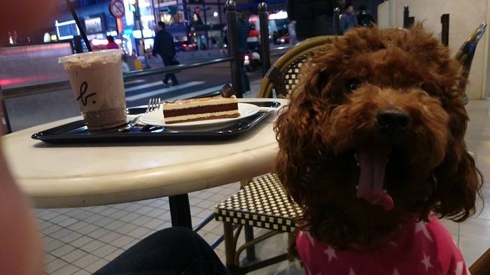 Could You Do Better Than These Dog Smile Selfies?