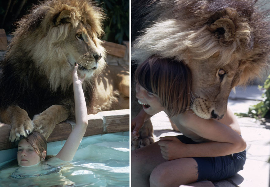 This Family Lived With A Real Lion Back In 1971 This Family Lived With A Real Lion Back In 1971