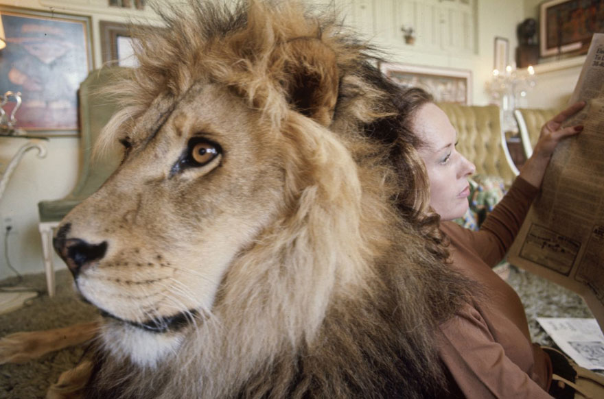 This Family Lived With A Real Lion Back In 1971 This Family Lived With A Real Lion Back In 1971