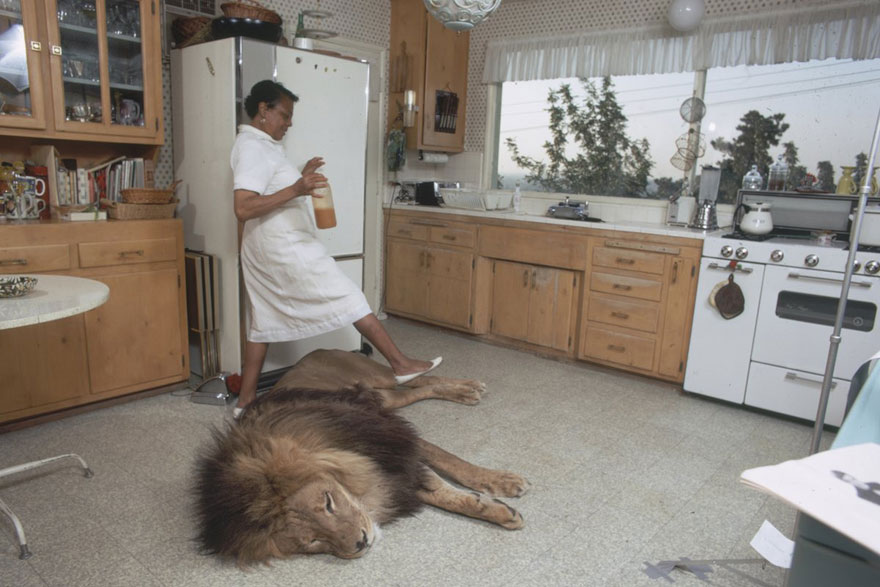 This Family Lived With A Real Lion Back In 1971 This Family Lived With A Real Lion Back In 1971