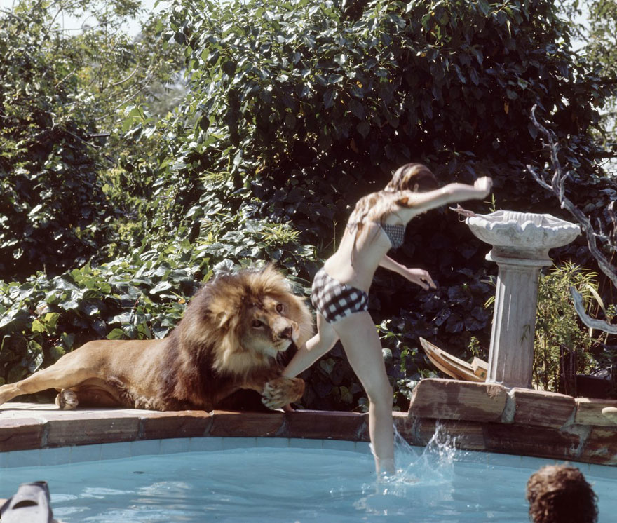This Family Lived With A Real Lion Back In 1971 This Family Lived With A Real Lion Back In 1971