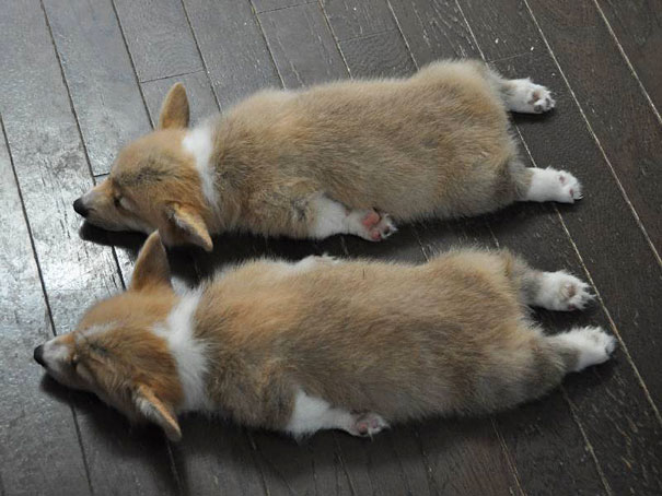 25 Animal Twins That Are Tough To Tell Apart 25 Animal Twins That Are Tough To Tell Apart