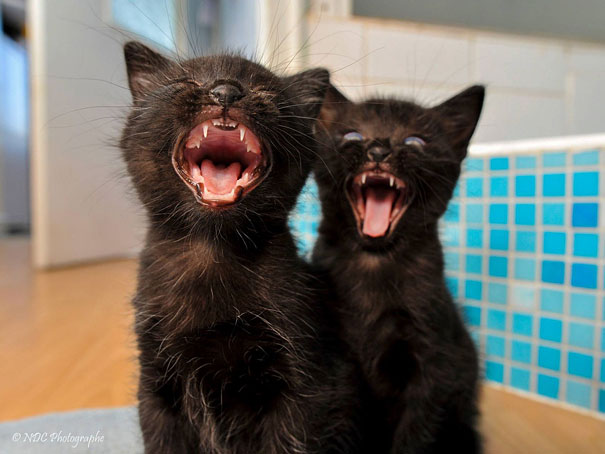 25 Animal Twins That Are Tough To Tell Apart 25 Animal Twins That Are Tough To Tell Apart