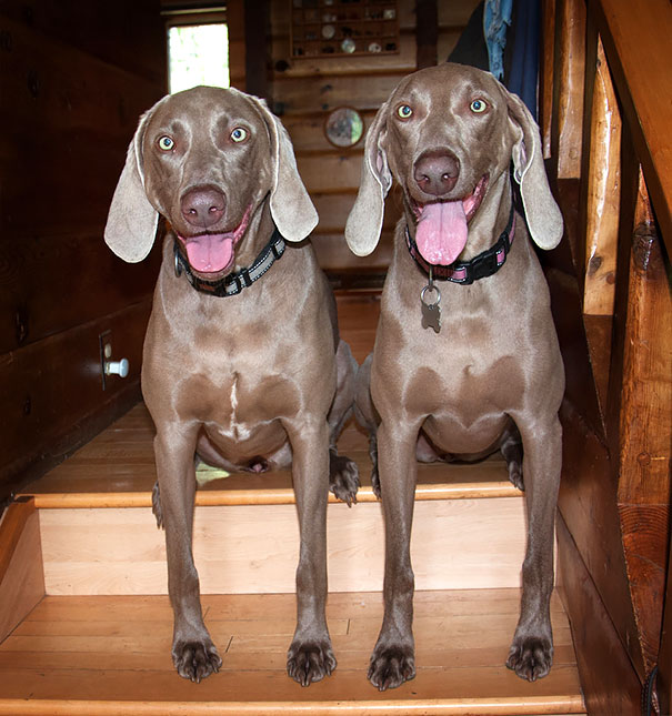 25 Animal Twins That Are Tough To Tell Apart 25 Animal Twins That Are Tough To Tell Apart