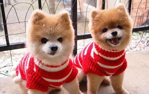 25 Animal Twins That Are Tough To Tell Apart 25 Animal Twins That Are Tough To Tell Apart