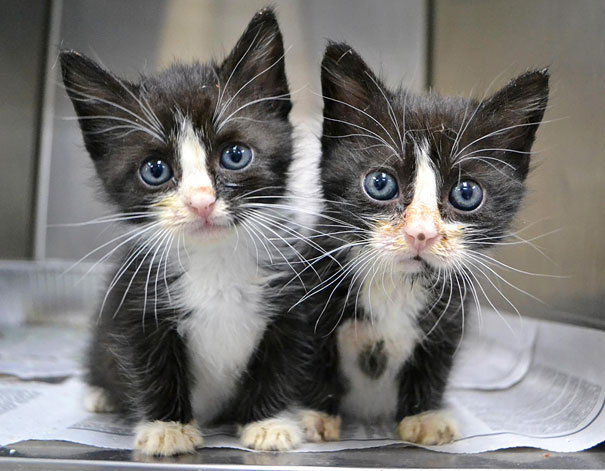 25 Animal Twins That Are Tough To Tell Apart 25 Animal Twins That Are Tough To Tell Apart